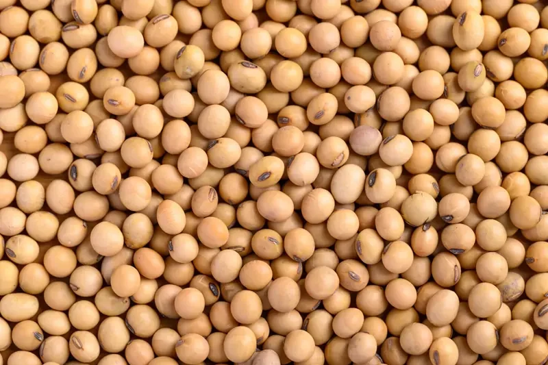 Food & Agricultural Processing