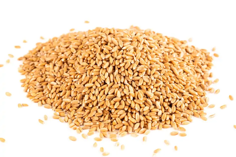 Food and Feed Industry
