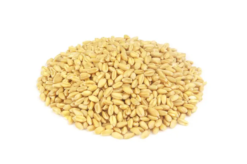 Wheat